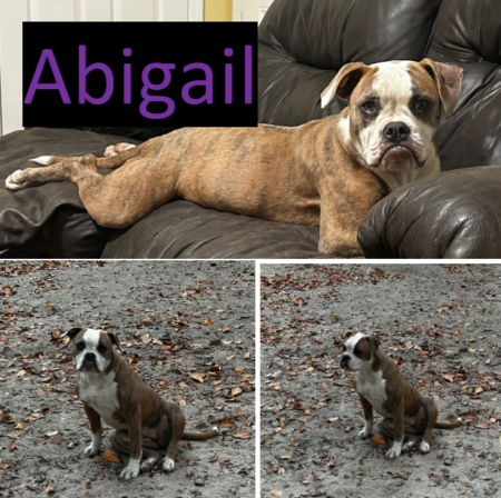 Abigail
