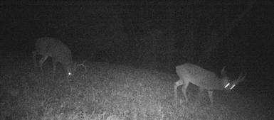 kentucky trophy deer