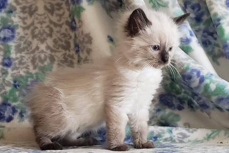 Abbey Road Rags - Ragdoll Kittens For Sale, Ragdoll Cats, Ragdoll Cats ...