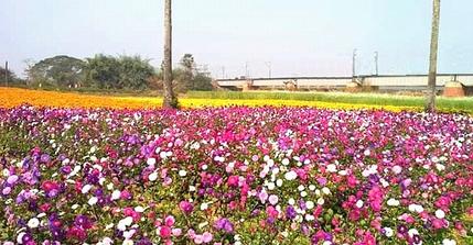 Valley of Flowers Khirai How to reach Distance from Kolkata Train Station