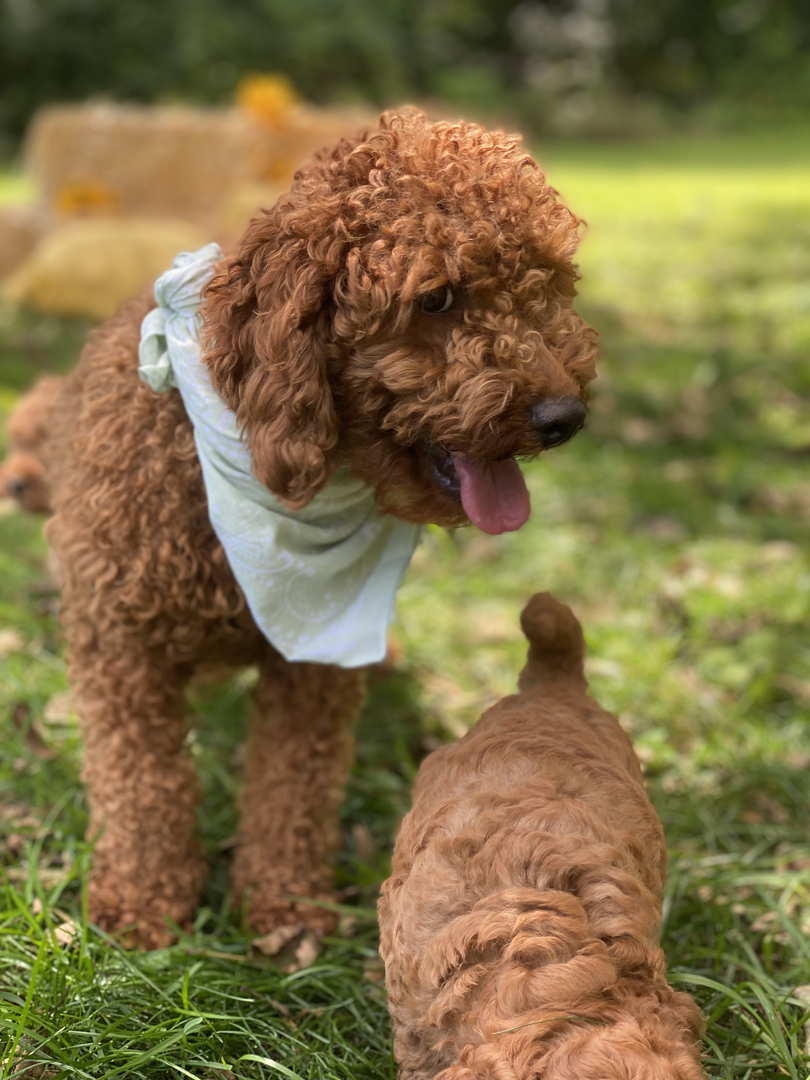 Goldendoodle Puppies for Sale Massachusetts - American Goldendoodle