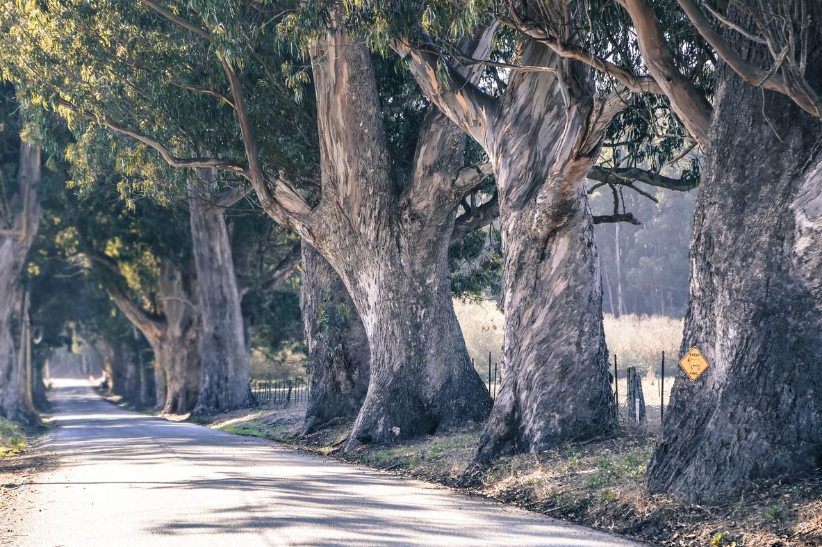 country road nature lovers forest landscape