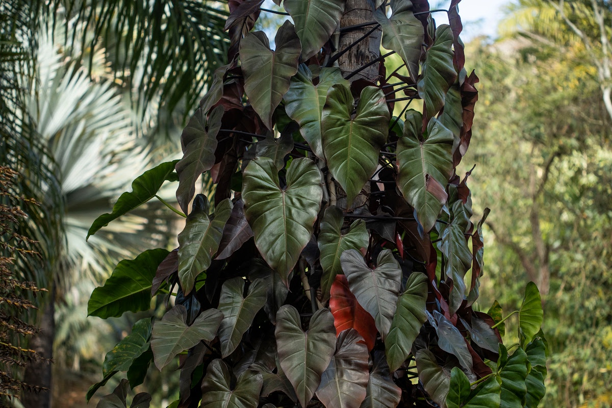 blushing philodendron in the gardens walkways & palm garden