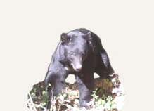 Hunting Black Bear Nevada