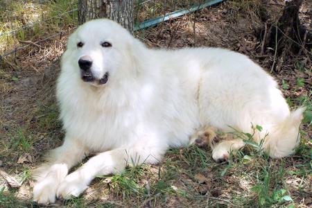 Great Pyrenees puppies ~ Wells' Providence AKC Registered Livestock Guardian Dogs and puppies