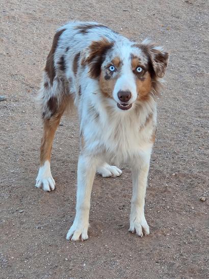 Most Beautiful dog breeds