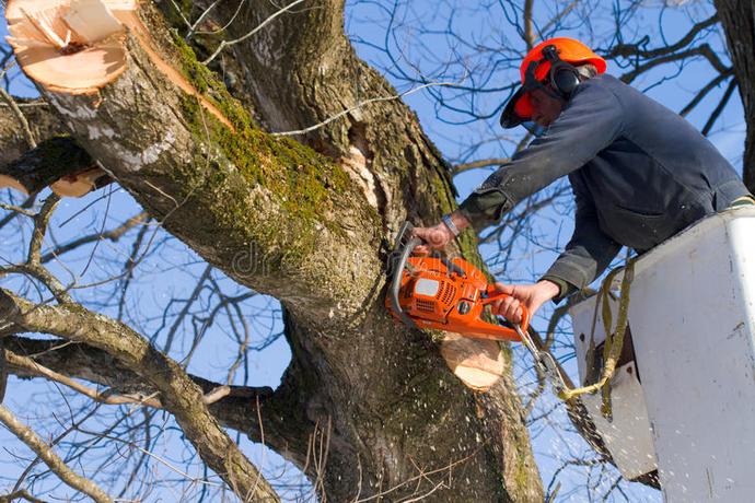 TREE BRANCH REMOVAL SERVICES