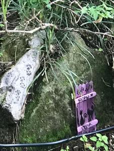 Photo by Josette Johnson Placerville Petals