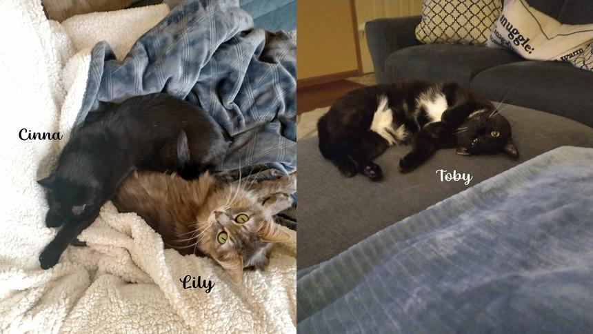 Adoption Profile Photo. Photo of Jessica and Nathan's three cats, Lily, Toby, and Cinna.