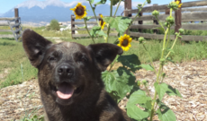 Chaffee County Composting