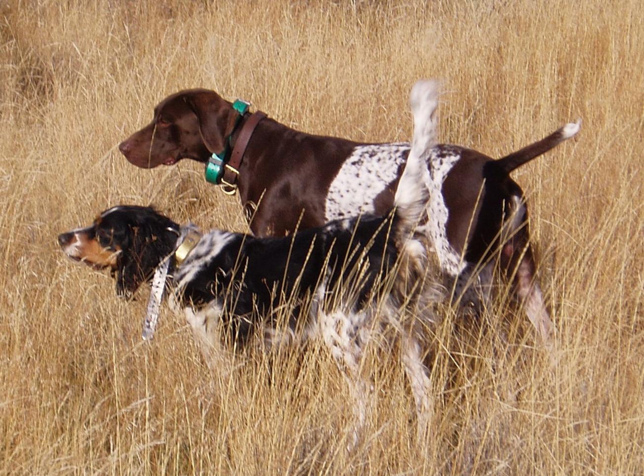 German shorthaired hot sale pointer trainers