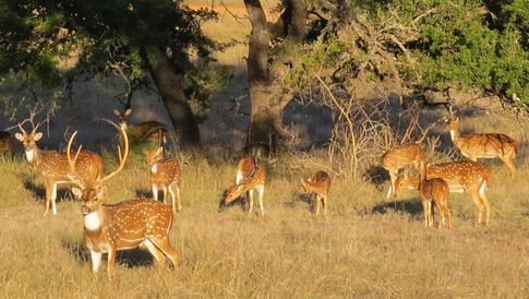 Texas Exotic Hunts