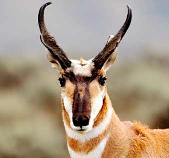Antelope Pronghorn