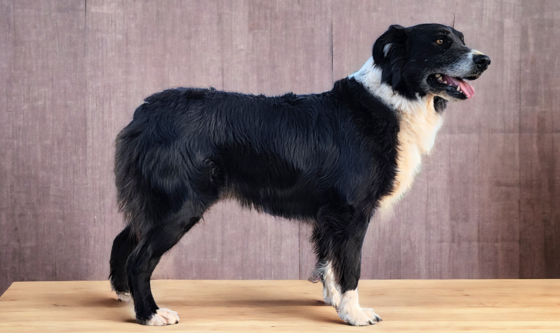 Australian shepherd dog breed