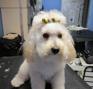 Cute Dog in Grooming