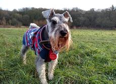 Miniature Schnauzer Professional Dog Walking customer