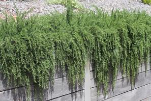 Rosmarinus ‘Prostratus’ ​trailing green twitchy plant