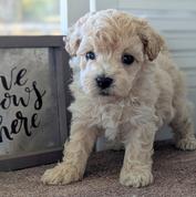 poochon puppy available