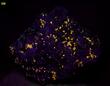 fluorescent WOLLASTONITE, GARNET, PYRITE, DIOPSIDE, black CALCITE - Sterling Mine, Sterling Hill, Ogdensburg, Franklin Mining District, Sussex County, New Jersey, USA