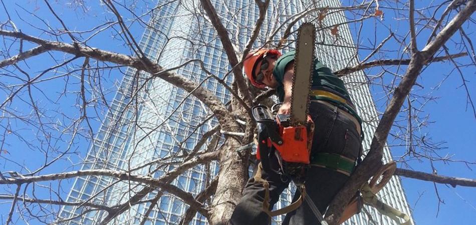 tree trimming okc