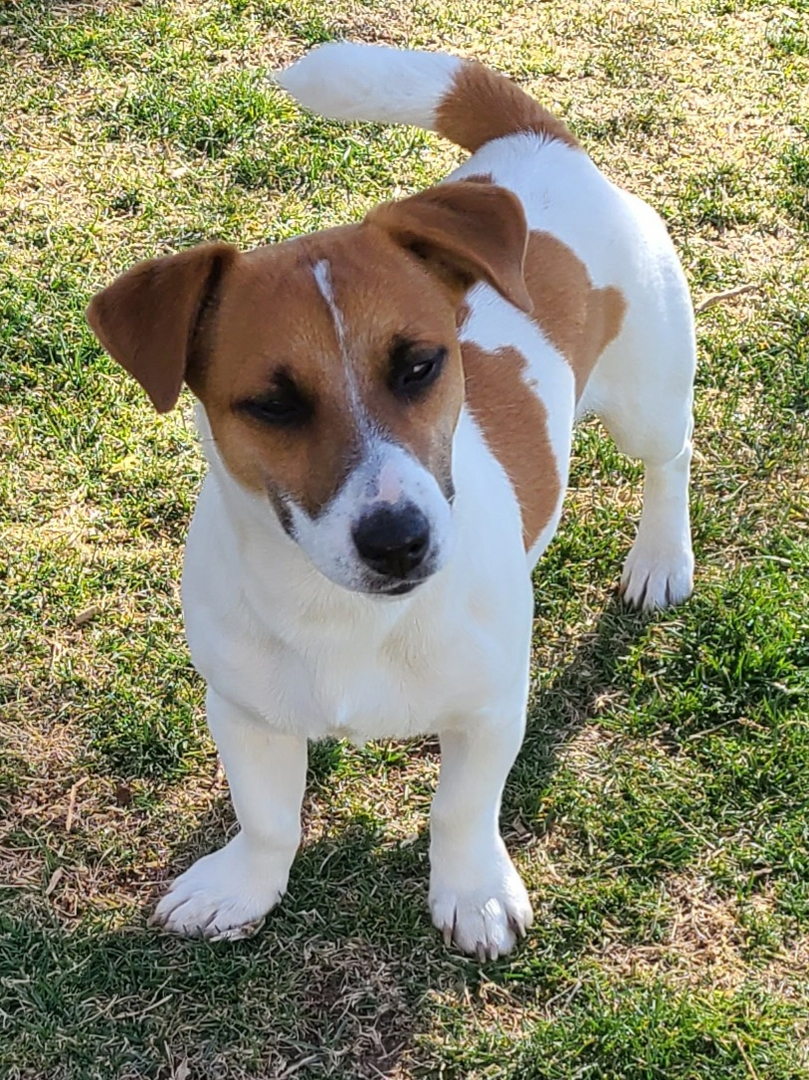 Jack Russell Terrier - little warrior - WARSAW DOG