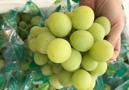 Bán nho xanh Mỹ tại Hà Nội