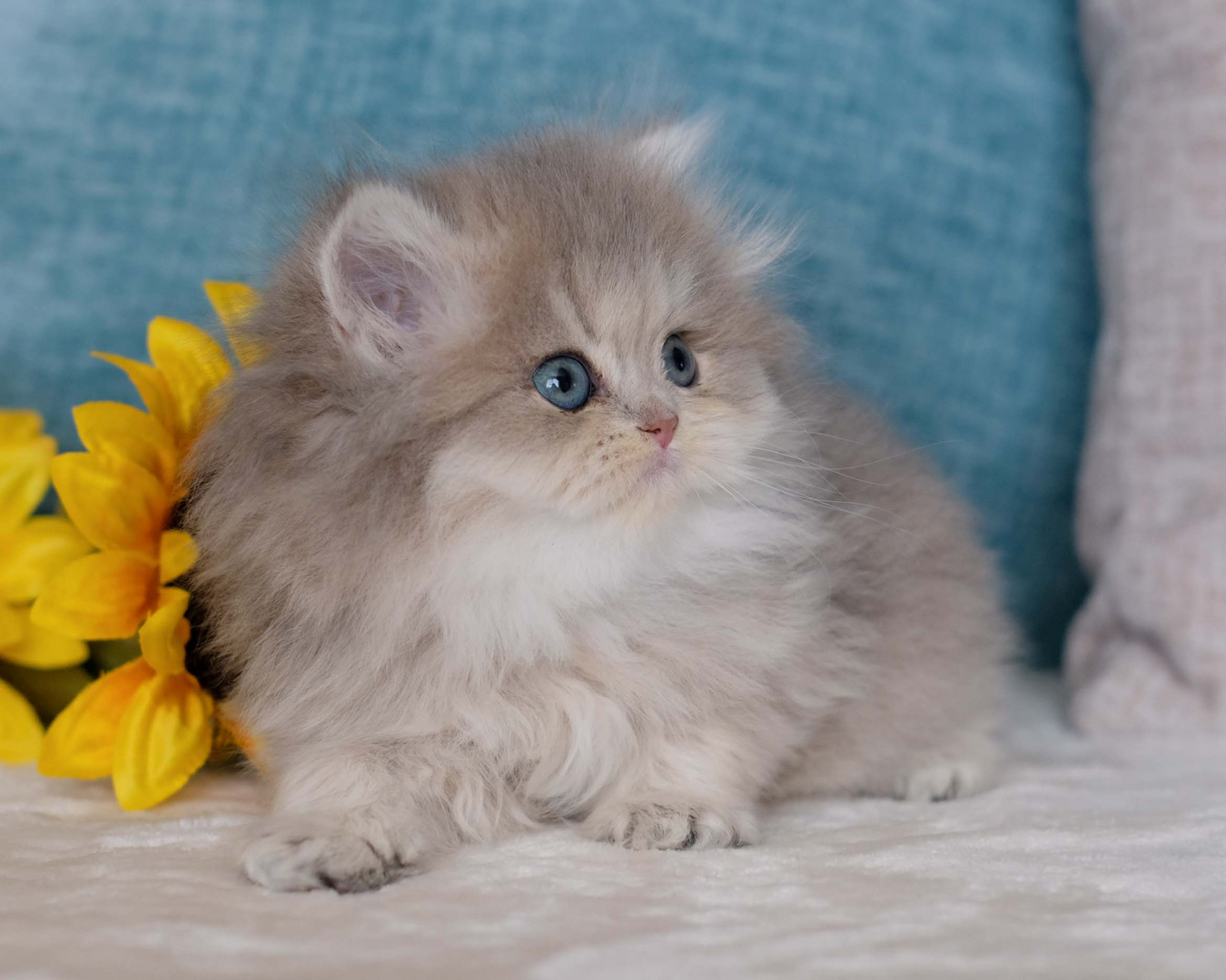 British Shorthair Longhair Cats Kittens