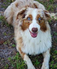 Nature Coast Aussies - Shelby