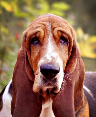 Raising a 2024 basset hound