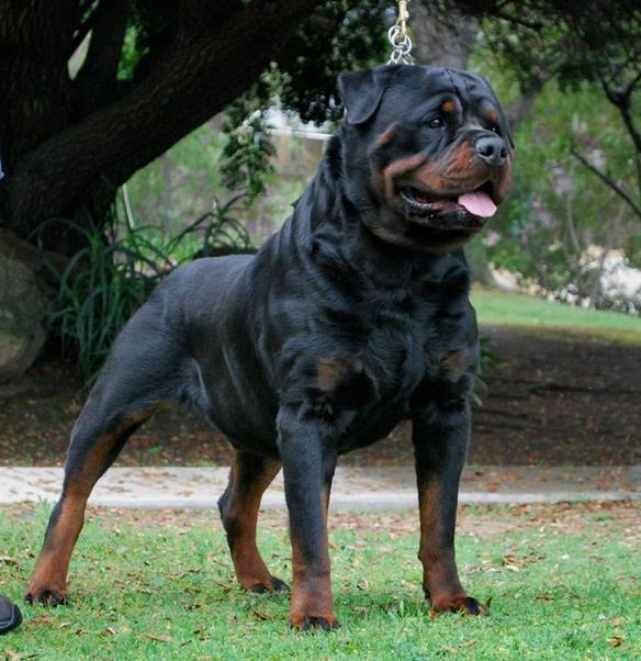 Mile high hot sale rottweiler club