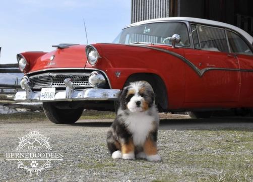 Merle Tricolor Bernedoodle