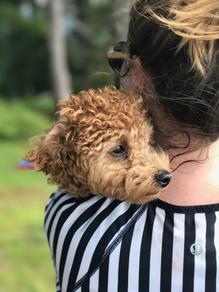 poochon puppies for sale