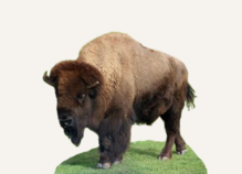 New Mexico Bison