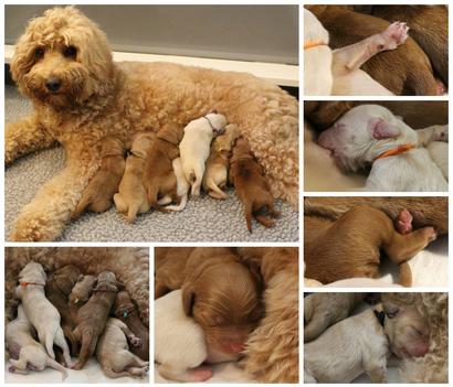 Newborn store labradoodle puppies