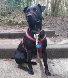 Patterdale Terrier Barks In The Parks Pet Services Dog Walking Customer