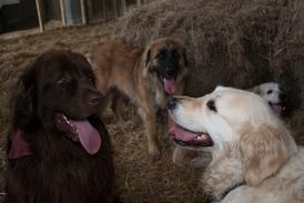 #dogshavingfun #UKsno.1 #doggies #puppies