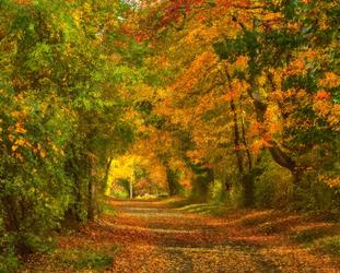Gan Barber fall woods photograph