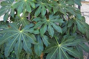Fatsia japonica