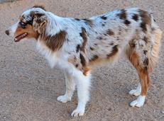 Australian Shepherd puppies