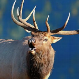 Rocky Mountain Elk