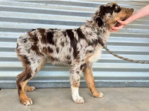 Red bi australian shepherd Iron Side Ranch