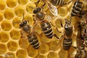 Several bees crawling on a honeycomb.