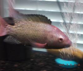 A tilapia male in his best colors trying to attract a female to spawn.