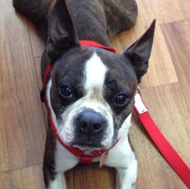 picture of Boston terrier