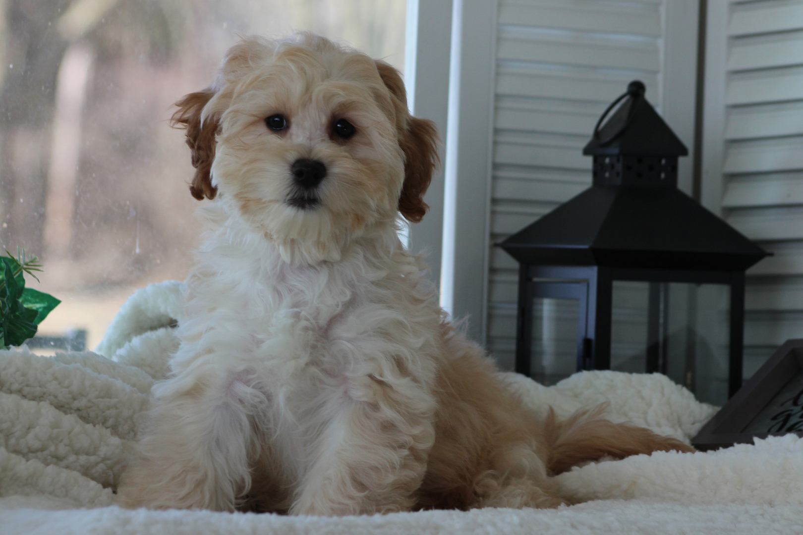 Shichon puppies for sale near outlet me