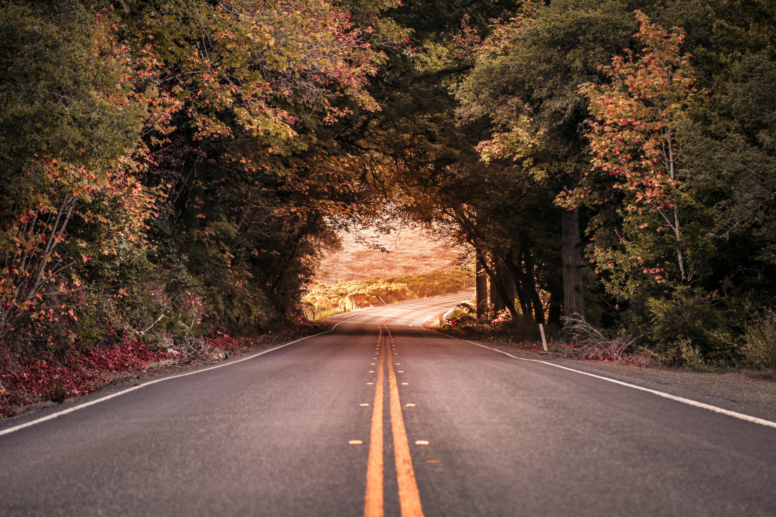 sunset road nature lovers forest landscape