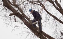 Simply Tree Care Omaha Tree Services Team