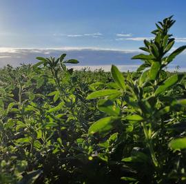 Alfalfa. Leafy. British Columba. Alfalfa Blend