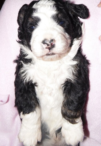 White Brown Bernedoodle Puppy