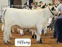 RLC Farms MN LLC British White Cattle